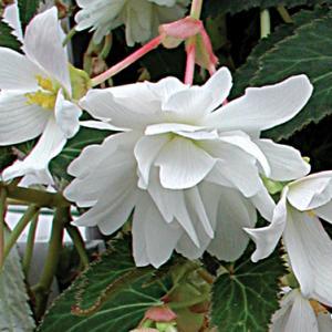 Бегония висяща с едър бял цвят - Begonia pendula white