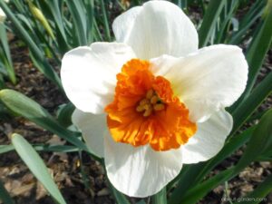 Нарцис едроцветен с червена лула - Narcissus Bella vista