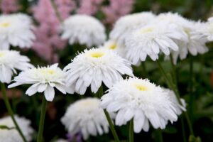 Леукантемум кичеста многогодишна маргаритка - Leucanhemum Crazy daisy