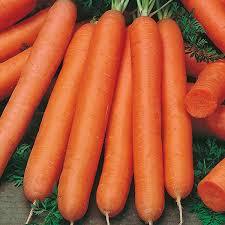Морков ранен най-сладък старинен сорт Нантес - Carrot Nantes