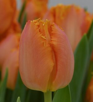 Лале с прасковен цвят и ново за 2022 година - Tulip Ogene Лале с прасковен цвят и ново за 2022 година - Tulip Ogene