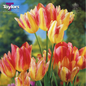 Лале букет четворно двуцветно Антоанет - Tulip Antoinette