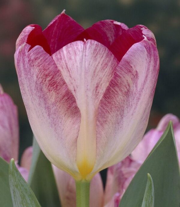Лале многогодишно не изчезващо през годините - Tulip Flaming purissima Fosteriana