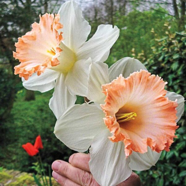 Нарцис най-едроцветният с гигантски бяло-розов цвят - Narcissus British gamble