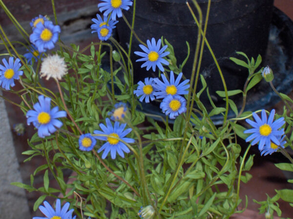 Семена за синя маргаритка професионални 100 броя - Felicia seeds