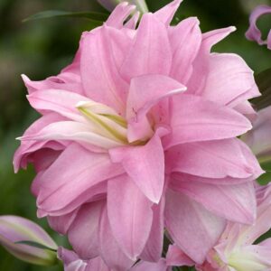 Един от най-Кичестите лилиуми приличащ на Лотос - Lilium lotus spring