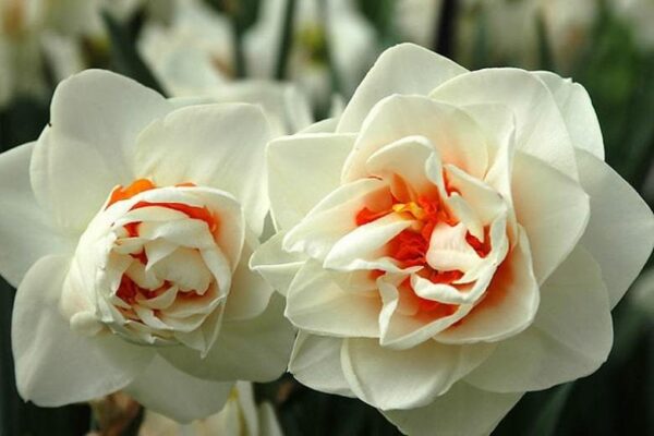 Нарцис ароматен кичест Отнесени от вихъра - Narcissus Flower drift