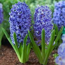 Зюмбюл наситено лилаво-син - Hyacinthus Blue jacket