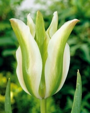 Лале невероятно красиво и неизчезващо през годините - Tulip spring green