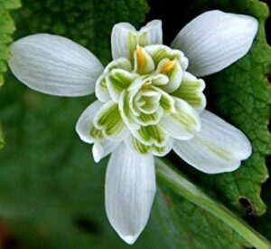 Кичесто кокиче с извънземно красив цвят - Galanthus Flore Pleno