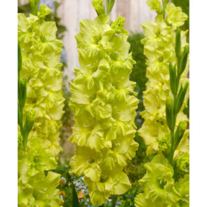 Гладиол Кио с ярко зелено едри цветове - Gladiolus Kio