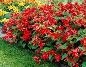 Любим сорт висяща многогодишна бегония 100 цвята - Begonia Bertinii Worthiana