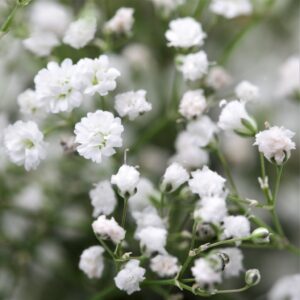Гипсофила многогодишна кичеста бяла снежинка 50 броя семена - Gypsophila paniculata Snowflake Гипсофила многогодишна кичеста бяла снежинка 50 броя семена - Gypsophila paniculata Snowflake
