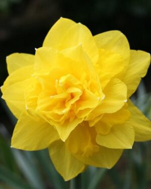 Нарцис кичест невероятен с 2 цвята златният дукат - Narcissus Golden ducat 3