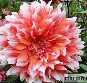 Супер едроцветни Далия Холански Фестивал - Dahlia Holland Festival Супер едроцветни Далия Холански Фестивал - Dahlia Holland Festival