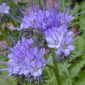 Медоносен синьо лилав ароматен храст Фацелия за пчелари - Facelia