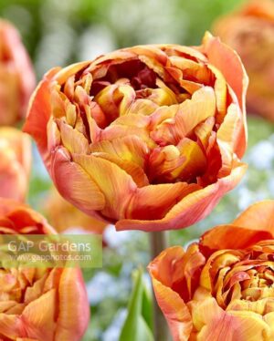 Лале ароматно единственото в цвят карамел Брауни - Tulip Brownie Лале ароматно единственото в цвят карамел Брауни - Tulip Brownie