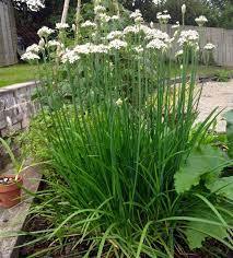 Чеснов лук многогодишен за саксия и градина - Chives garlic allium tuberosum