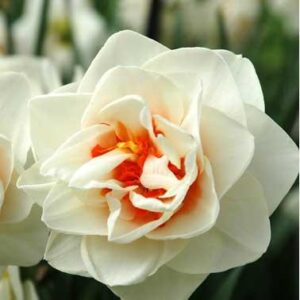 Нарцис ароматен кичест Отнесени от вихъра - Narcissus Flower drift