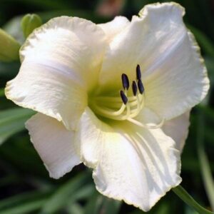 Рядко срещан бял къдрав хемерокалис най-непретенциозното цвете - Hemerocallis Endurance Purisima