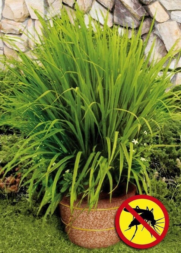 Лимонена трева против комари и алергии семена - Lemon grass mosquito repellent