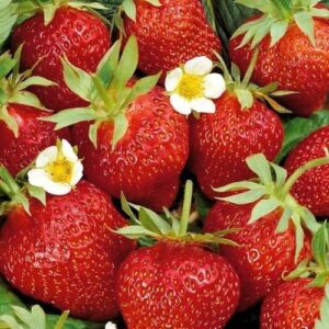 Старинен сорт ягода Остара плодоотдава до зимата - Strawberry Ostara Fragaria