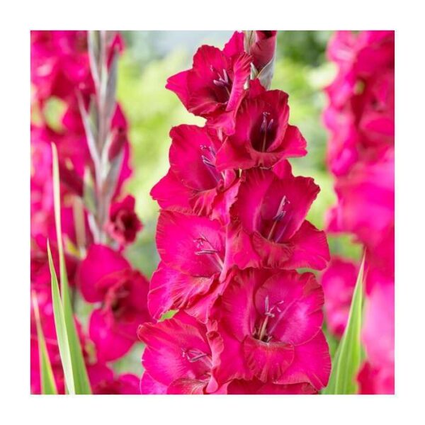 Гладиол Приказно розово - Gladiolus Fairytale pink