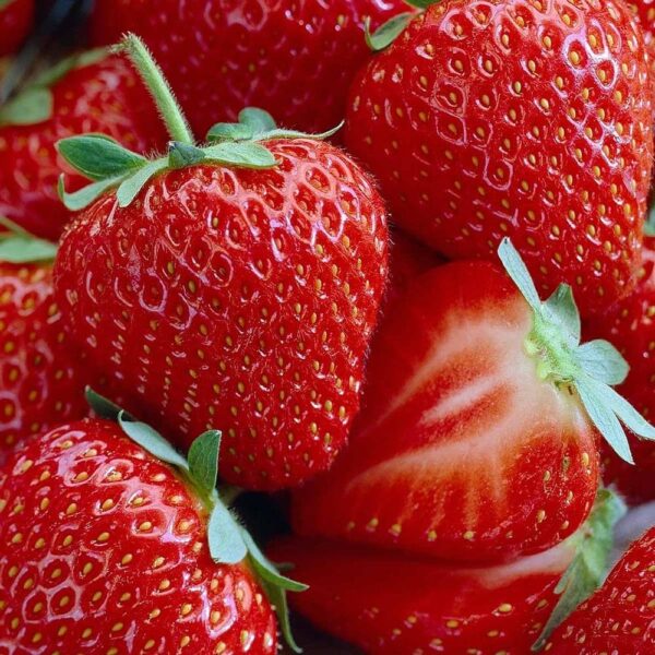 Ягода топ сорт подходяща за конфитюр и за замразяване - Strawberry Honeoye Fragaria