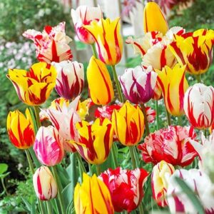 Лале изгаряща красота от смесени багри - Tulip Flaming beauty