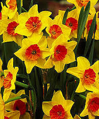 Нарцис най-ароматният четворен Мартинет - Narcissus Martinette