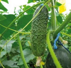Корнишон САТ 01 много продуктивен сорт - Cucumber SAT 01