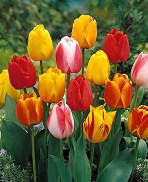 Лалета многогодишни и не изчезващи през годините - Tulip darwin mix