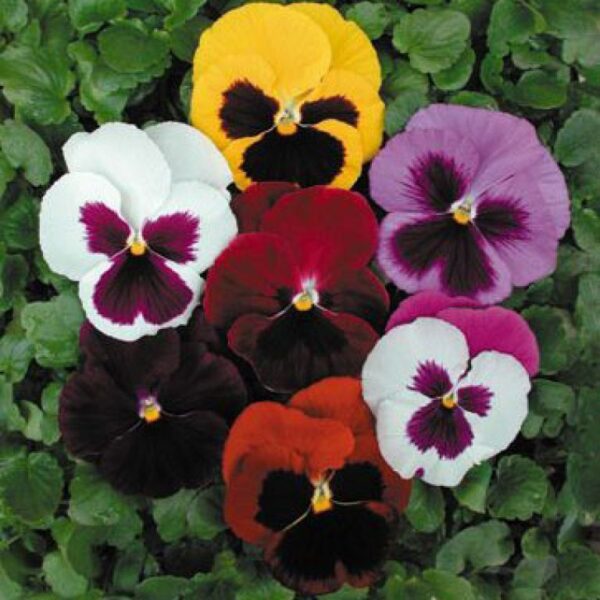 Виола компактна с гигантски 10 см цветове смес професионални семена - Viola Colossus mix