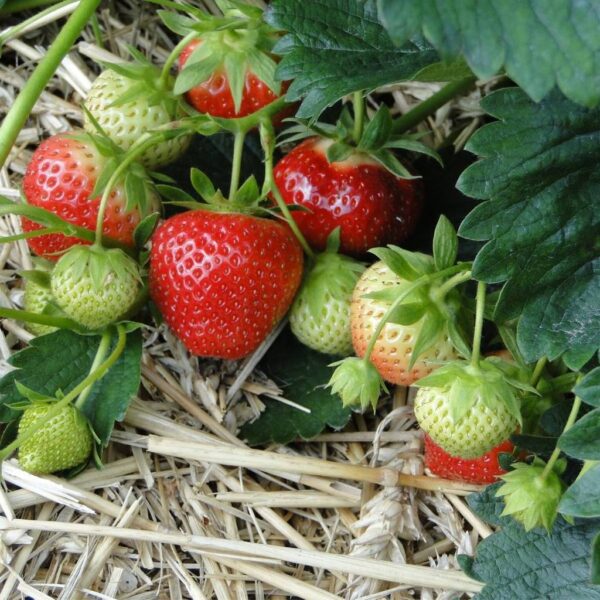 Ягода Сладко изкушение много ранен родовит сорт за висящи кошници - Strawberry Temptation