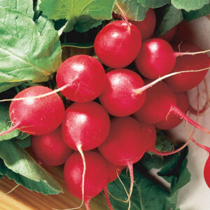 Репички старинен сорт много крехки сеят се целогодишно - Reddish cherry belle