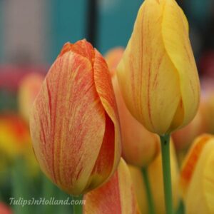 Лале Рапсодия от усмивки с променящи се жълто червени райета - Tulip rhapsody of smiles