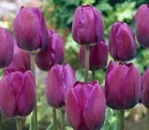 Лале лилаво Негрита в топ 10 сред сортовете лалета - Tulip Negrita