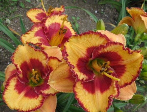 Хемерокалис Конте цъфти няколко пъти на сезон с едри ярки цветове - Hemerocallis Andy Dandy