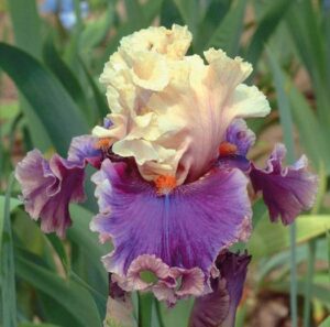Многогодишен ирис с розово бургунди цвят Сенлак - Iris Germanica Senlac