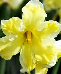 Нарцис къдрав супер едроцветен - Narcissus Cassata