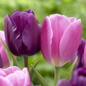 Колекция класически лалета в розово и лилаво - Tulip pink and purple mix