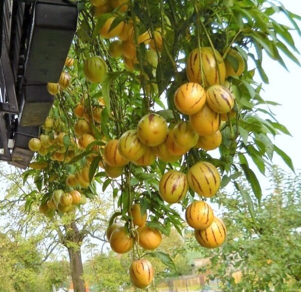 Екзотично пъпешово дърво за висящи кошници - Pepino gold (Solanum muricatum)