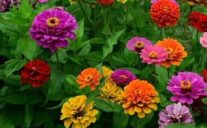 Циния нискостъблена 15-30 см кичести цветове смес - Zinnia Thumbelina Циния нискостъблена 15-30 см кичести цветове смес - Zinnia Thumbelina