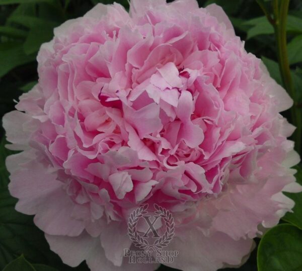 Божур Ангелски страни в незабравимо розово с 20 см цвят - Paeonia lactiflora Angel cheeks