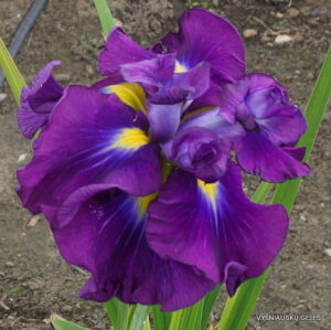 Ирис най-едроцветен и кичест с гигантски 15 см цвят - Iris ensata Blueberry pie