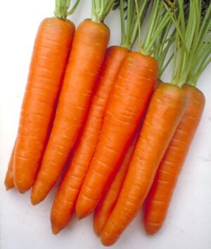 Морков супер ранен и сладък за саксия и сандъче - Carrot Berlicum