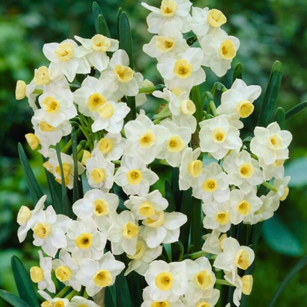 Много ароматен нарцис Лавина от 20 цвята - Narcissus Avalanche