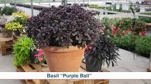 Босилек с пурпурни листа почвопокривен за саксия прогонва комарите акцент в градината - Basilicum purple ball dwarf