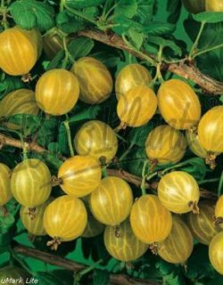 Цариградско немско жълто грозде - Ribes uva crispa yellow (Gooseberry)