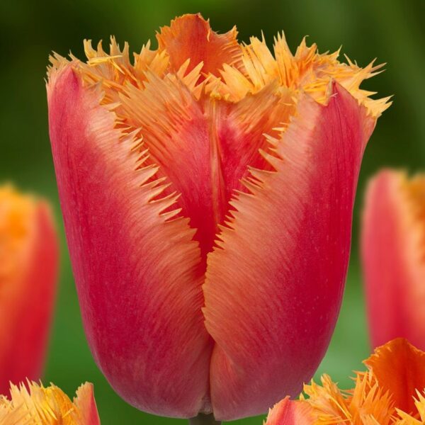 Ресничесто оранжево-розово лале Ламбада танц - Tulip Lambada